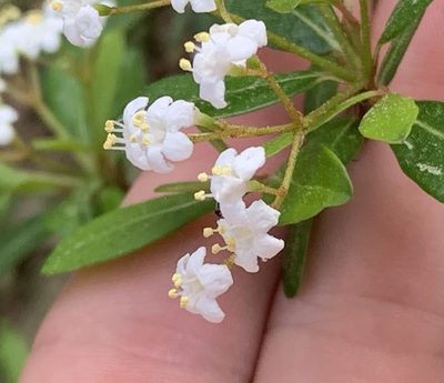 Viburnum obovatum, photographed by natalie