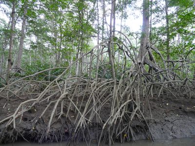 Rhizophora racemosa, photographed by Dan Riley
