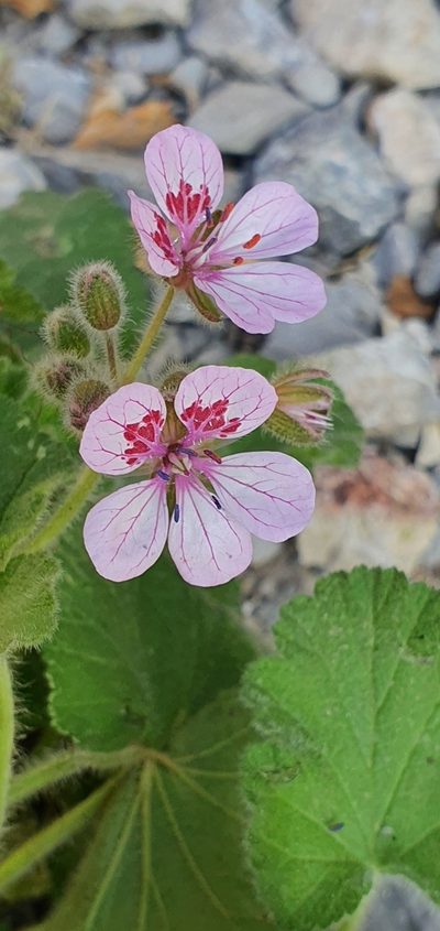 Erodium trifolium, photographed by Mehdi Chetibi