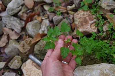 Stellaria cuspidata, photographed by Eric Knight