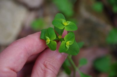 Euphorbia roemeriana, photographed by Eric Knight