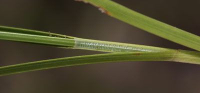 Carex muehlenbergii, photographed by aarongunnar