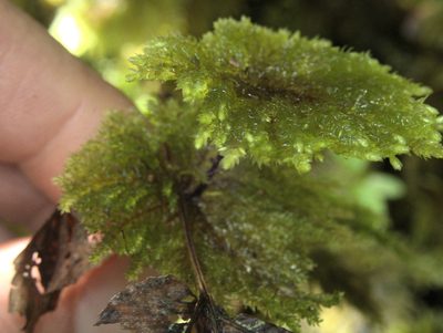Sciadocladus menziesii, photographed by Paul Bell-Butler