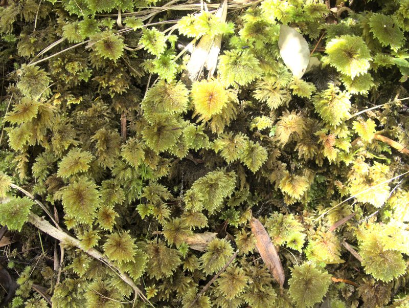 Sciadocladus menziesii, photographed by Paul Bell-Butler