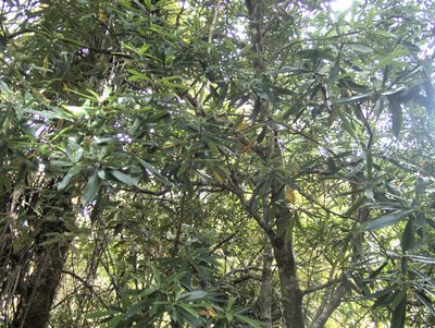 Ixerba brexioides, photographed by Paul Bell-Butler