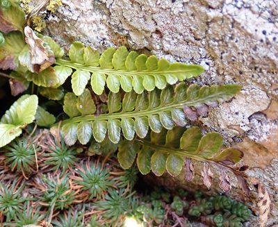 Asplenium marinum, photographed by Donald Davesne