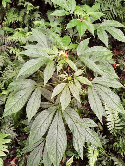 Cleome decipiens, photographed by Eduardo Chacón Madrigal