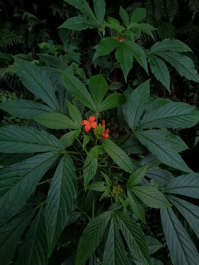 Cleome decipiens, photographed by Eduardo Chacón Madrigal