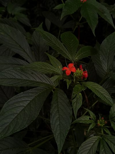 Cleome decipiens, photographed by Eduardo Chacón Madrigal