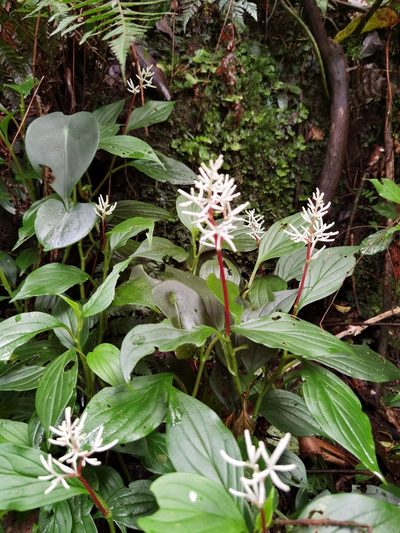 Peperomia poasana, photographed by Eduardo Chacón Madrigal