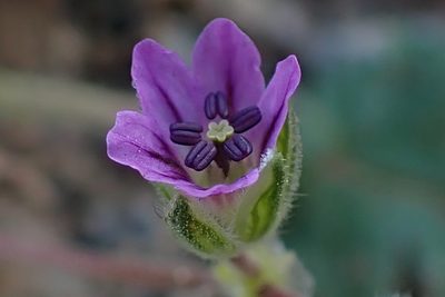 Erodium brachycarpum, photographed by Madeleine Claire