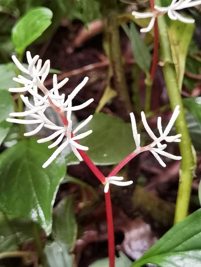 Peperomia poasana, photographed by Eduardo Chacón Madrigal