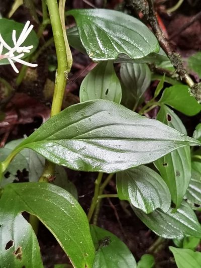 Peperomia poasana, photographed by Eduardo Chacón Madrigal