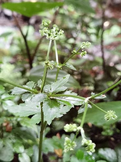 Sanicula liberta, photographed by Eduardo Chacón Madrigal