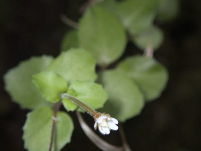 Epilobium rotundifolium, photographed by Paul Bell-Butler