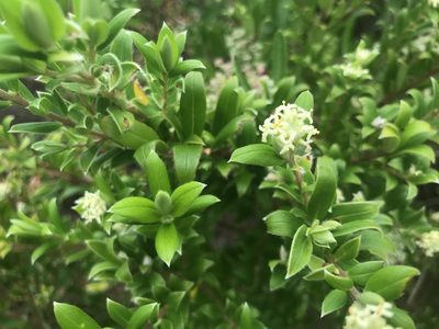 Pimelea clavata, photographed by Ann Bentley