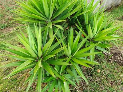 Yucca gigantea, photographed by Henrry