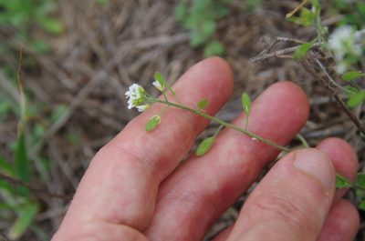 Tomostima platycarpa, photographed by Eric Knight