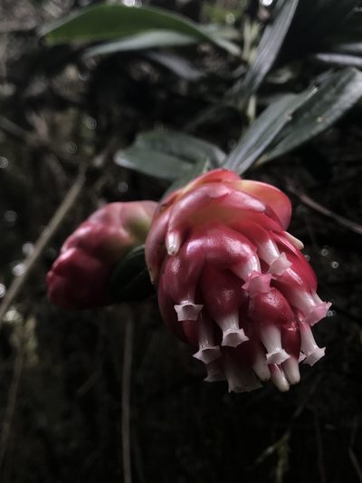 Cavendishia nitida, photographed by Nicolás Baresch Uribe