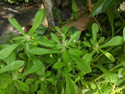 Gamochaeta pensylvanica, photographed by 潘立傑 LICHIEH_PAN