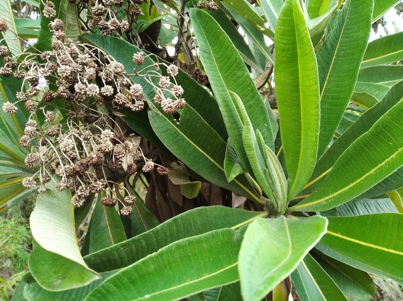 Espeletia neriifolia, photographed by Henrry