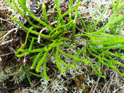 Diphasiastrum thyoides, photographed by Henrry