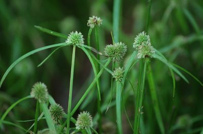 Cyperus hortensis, photographed by mayfly1963