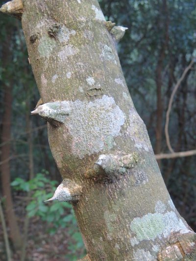 Zanthoxylum rhoifolium, photographed by Rafael Tosi