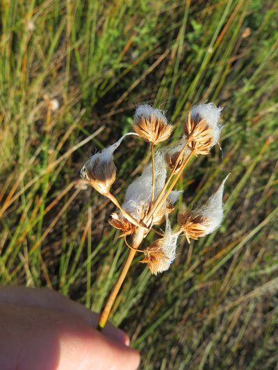 Cyperus trigynus, photographed by Rafael Tosi