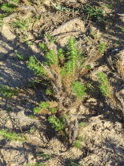 Sommerfeltia spinulosa, photographed by Rafael Tosi