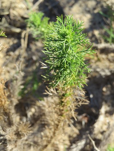 Sommerfeltia spinulosa, photographed by Rafael Tosi