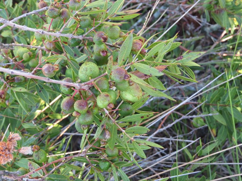 Psidium salutare, photographed by Rafael Tosi
