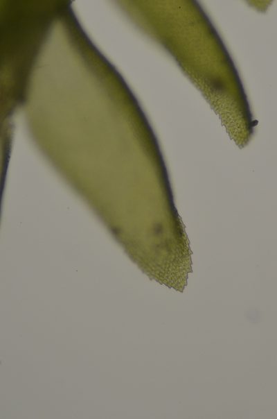 Bryolawtonia vancouveriensis, photographed by Randal