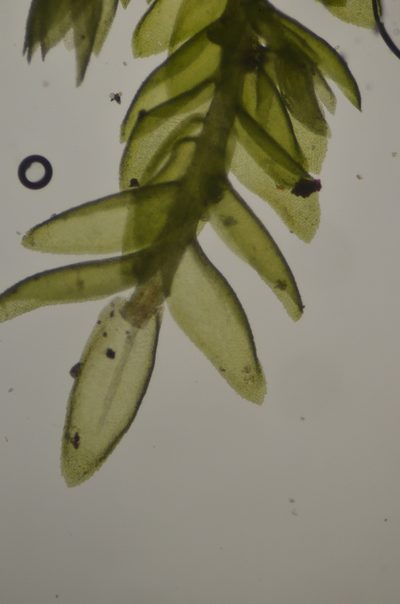 Bryolawtonia vancouveriensis, photographed by Randal