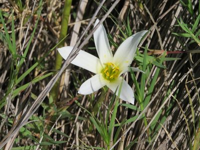 Zephyranthes mesochloa, photographed by Rafael Tosi