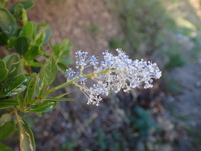 Ceanothus spinosus, photographed by George Williams