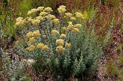 Cassinia monticola, photographed by Max Campbell