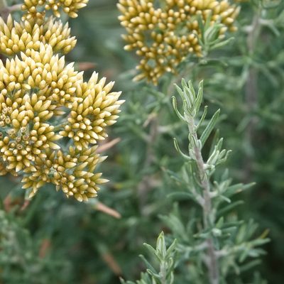 Cassinia monticola, photographed by Max Campbell