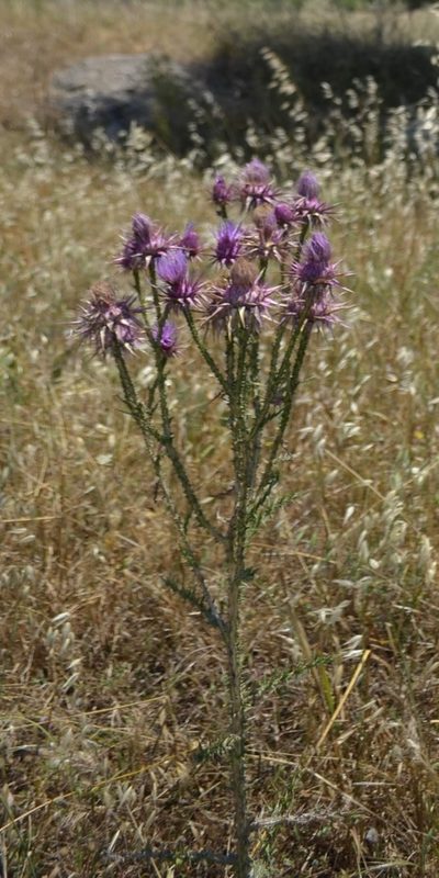 Onopordum boissierianum, photographed by Zac Peterson