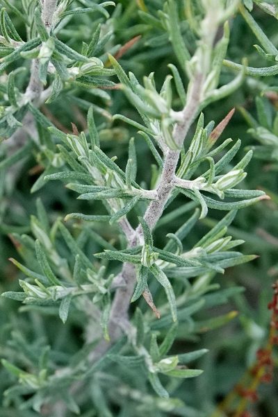 Cassinia monticola, photographed by Max Campbell