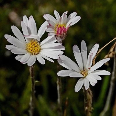 Celmisia pugioniformis, photographed by Max Campbell