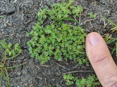 Alchemilla occidentalis, photographed by Ken-ichi Ueda