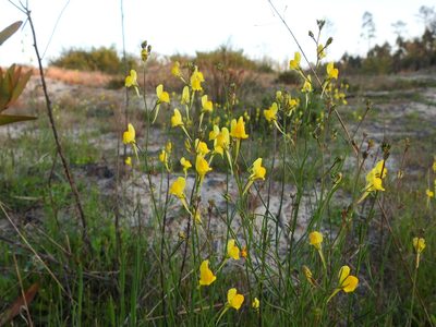 Linaria spartea, photographed by Duarte Frade