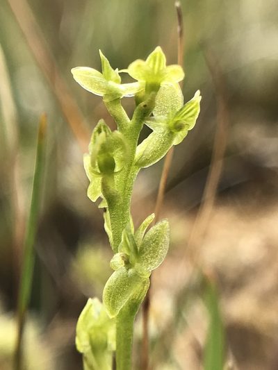 Hammarbya paludosa, photographed by Terry Instone