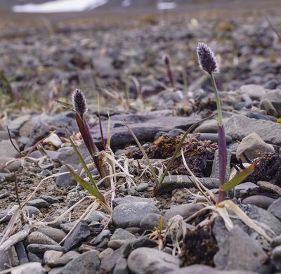 Alopecurus magellanicus, photographed by Алексей Логинов