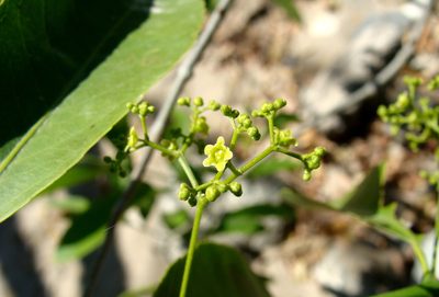 Pristimera celastroides, photographed by Alexis López Hernández