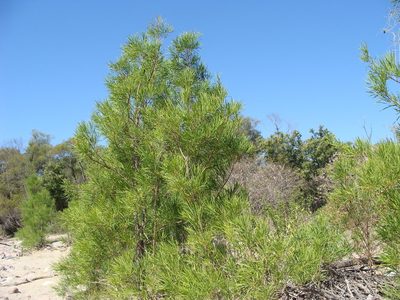 Astianthus viminalis, photographed by Alexis López Hernández