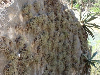 Tillandsia pueblensis, photographed by Alexis López Hernández