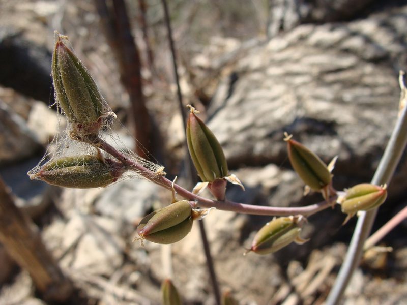 Hechtia rosea, photographed by Alexis López Hernández