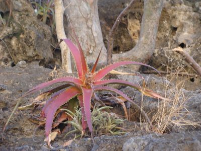 Hechtia rubicunda, photographed by Alexis López Hernández